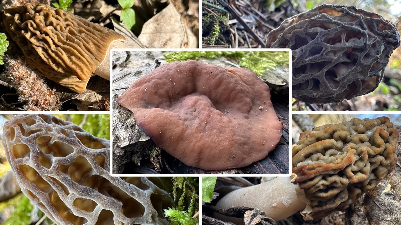 Erntezeit bei den Böhmischen Verpeln | Morcheln mit Stopp? | Pilze sammeln im April | 11.04.2025