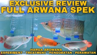 ECXLUSIVE !! Full Review Arwana Spek KUALITAS dan BONGKAR RAHASIA MERAWAT Ikan Arwana untuk Penghobi