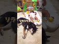赤ちゃんがギャン泣きしても寝続ける豆柴【柴犬】#shorts