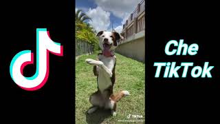 TENDENCIAS julio/agosto 2020 - TIKTOK
