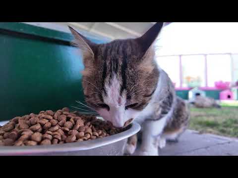 buyuksehirden patili dostlarina yasam destegi kedi bakim evi ornek hizmet sunuyor