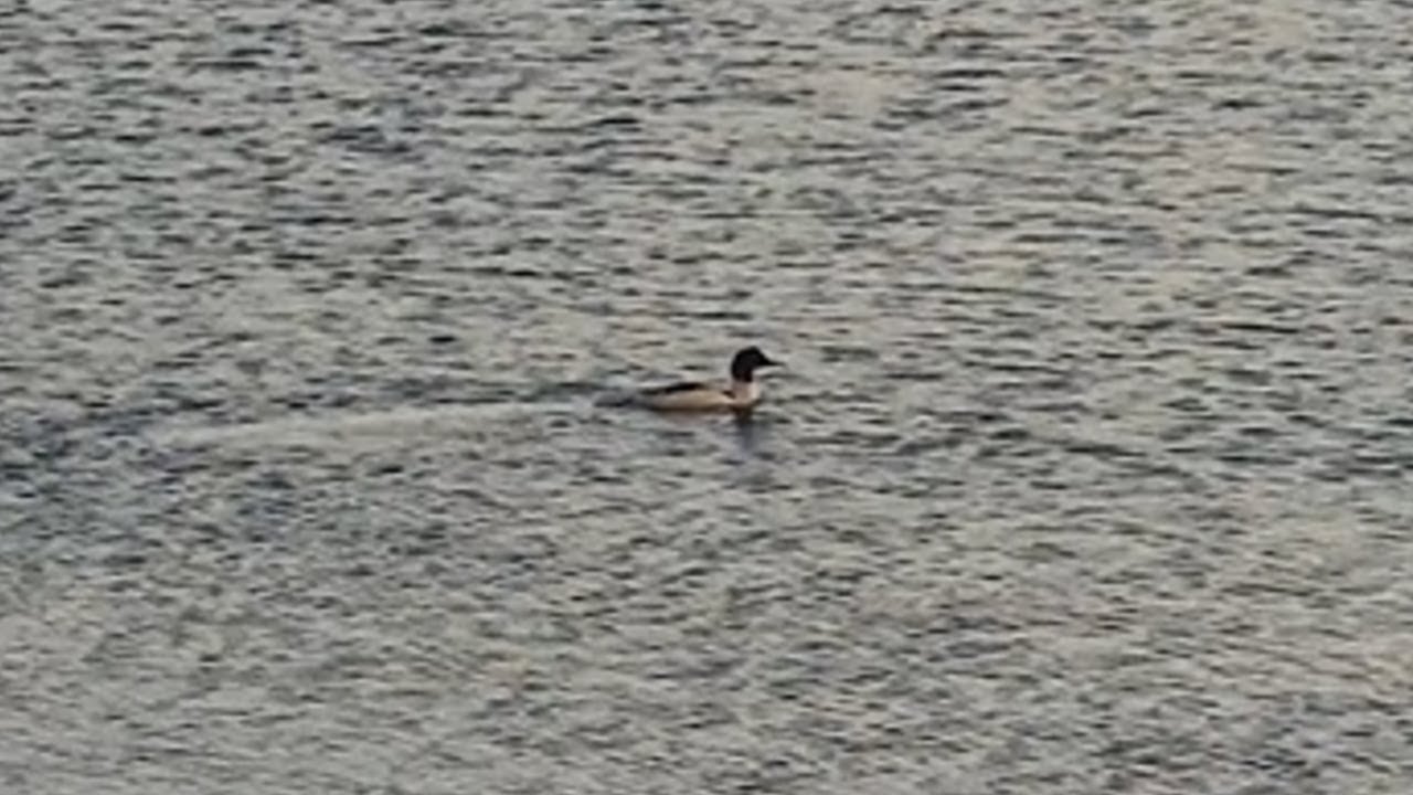 RARE BIRD SIGHTED IN GREENOCK. Ring-necked duck spotted diving for food on Cut reservoir (2.1.26)