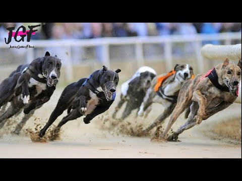 Greyhound dog racing - Track race 480m