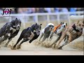 Greyhound dog racing  track race 480m