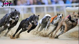 Greyhound dog racing  Track race 480m
