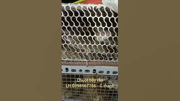 Chuột mồi bẫy rắn khu vực hóc môn