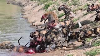 INCREDIBLE Showdown between Wild Dogs & Hyenas | The Virtual Safari #143