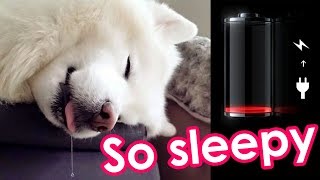 Samoyed Puppy Falls Asleep Standing Up by Samoyed Life 7,583 views 6 years ago 26 seconds