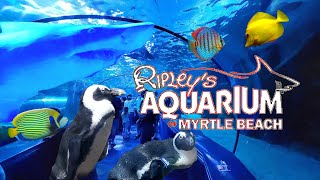 RIPLEY'S AQUARIUM MYRTLE BEACH, SOUTH CAROLINA by TicTacGo 760 views 2 years ago 8 minutes, 12 seconds