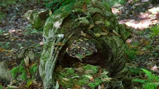 San Esteban de Cuñaba