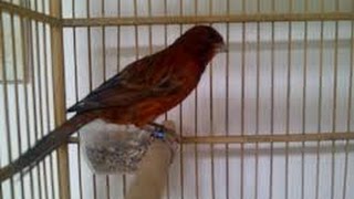 Suara kenari Gacor cengkok ajib speed rapet gacorr/ARI ALIKA KICAUAN CHANEL