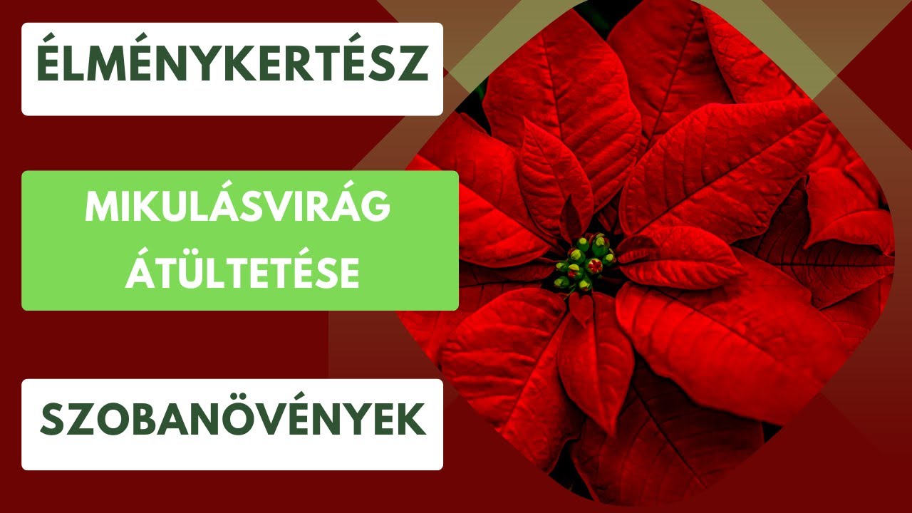 Megélte a mikulásvirág a tavaszt!- Hihetetlen, hogy sikerült!🌺