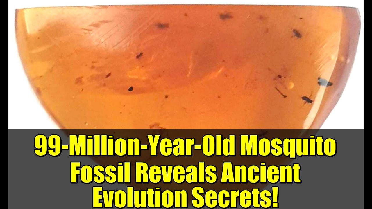 99-Million-Year-Old Mosquito Fossil Reveals Ancient Evolution Secrets!
