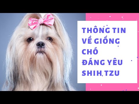 Video: Kiểu tóc & chải chuốt cho Goldendoodle