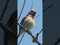 Cedar Waxwing 5-22-26 #birds #birding #wildlife