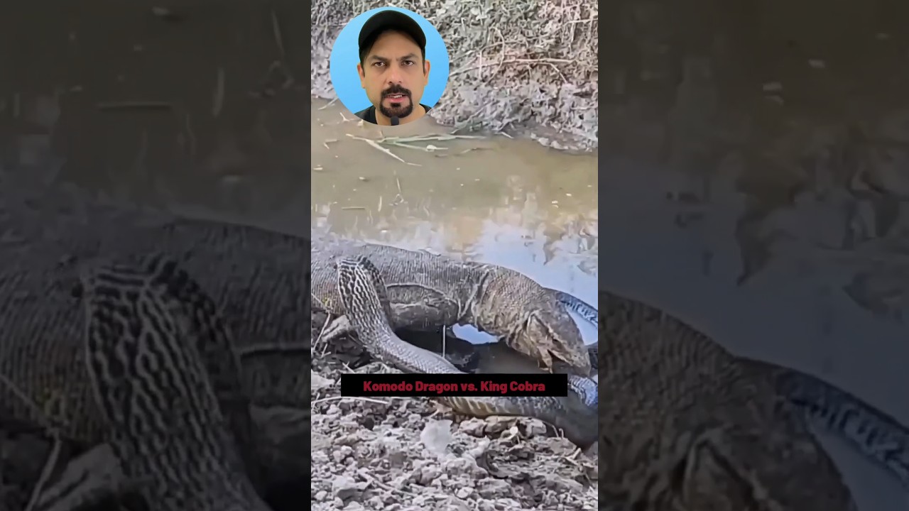 Komodo dragon vs King Cobra 