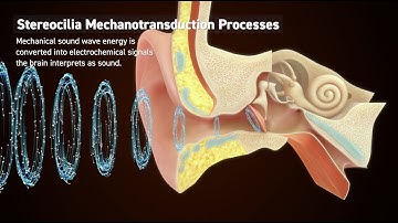 High-Speed Microscopy Enables Hearing Research