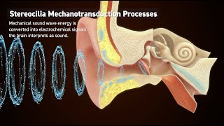High-Speed Microscopy Enables Hearing Research