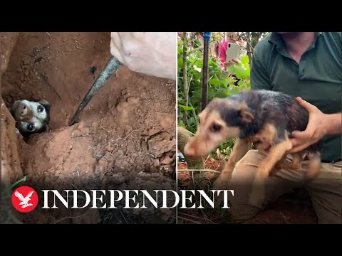 वीडियो: पेट स्कूप: एक पालना में 14 बच्चे पंडों के पालने, खरगोश के छेद में दो दिनों के बाद कुत्ते को बचाया