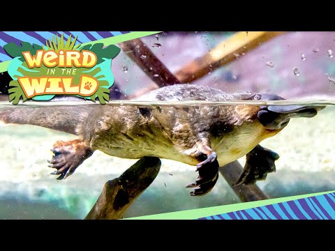 PLATYPUS: The Weirdest Animal on Earth | WEIRD IN THE WILD