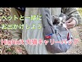 「Highkit 犬猫キャリーバッグ」レビュー、ペットと一緒に出かけよう