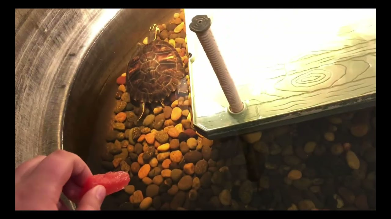 Feeding My Turtles Watermelon For The First Time!!