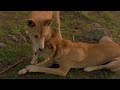 From Puppy to Apex Predator: How Dingos Survive in The Wild