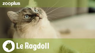 Portrait du Ragdoll : caractère, apparence et alimentation (en 5 minutes) | Magazine zooplus