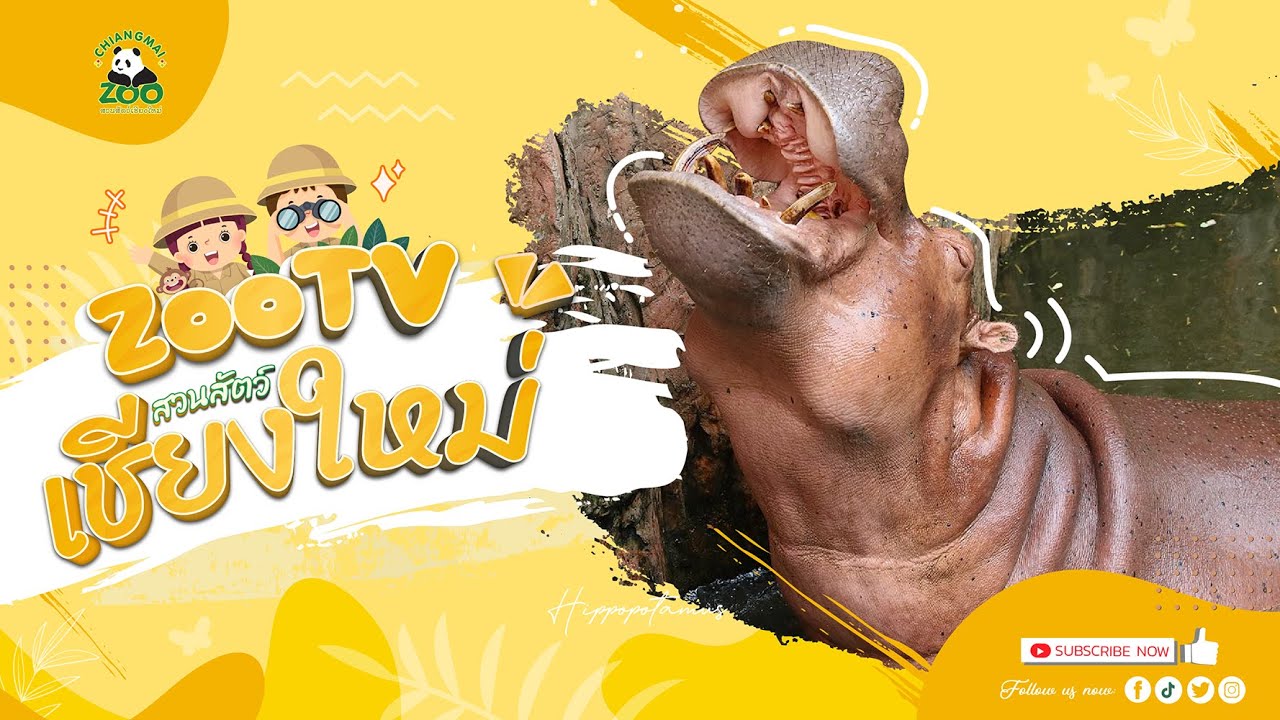 🔴 Live! Hippo | 27-2-2026 , 12:00 | Zoo TV สวนสัตว์เชียงใหม่