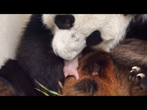 В Московском зоопарке родился детёныш большой панды