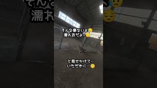 弟にボールを取られる前に集めるワン😣#shorts#犬#癒し