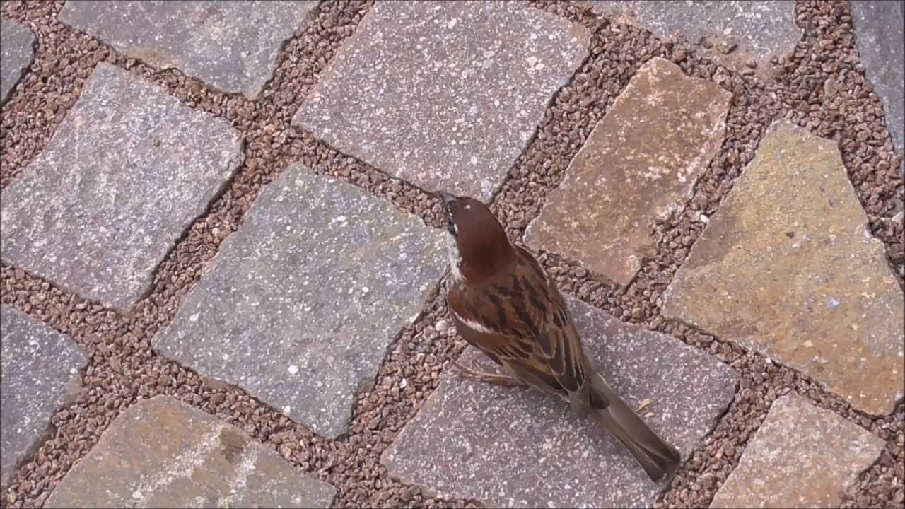 Italian or Cisalpine Sparrow, Limone 