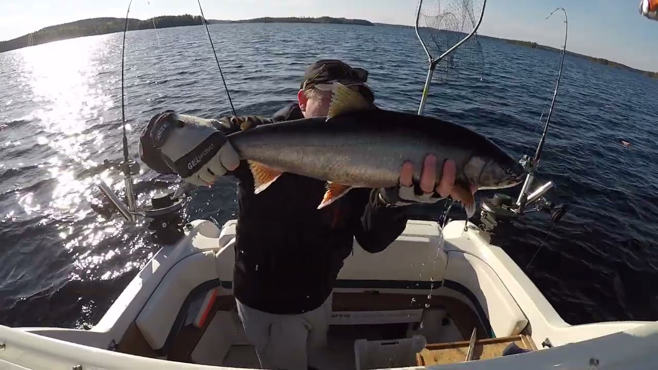 Kauden 2022 avaus. nieriä 69cm ja 53cm taimen. pahoittelen  äänen laatua.