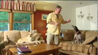 Rescue Group Fights To Keep Abused Dog From Ex-Owners