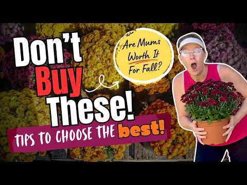 🍂🌼 Before You Buy Another Mum… WATCH THIS! 🌼🍂
