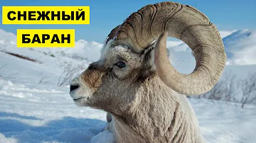 Снежный баран описание, характеристика и особенности породы