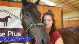 Horse Shelter Heroes  July 2020  Adoption Event Special Edition