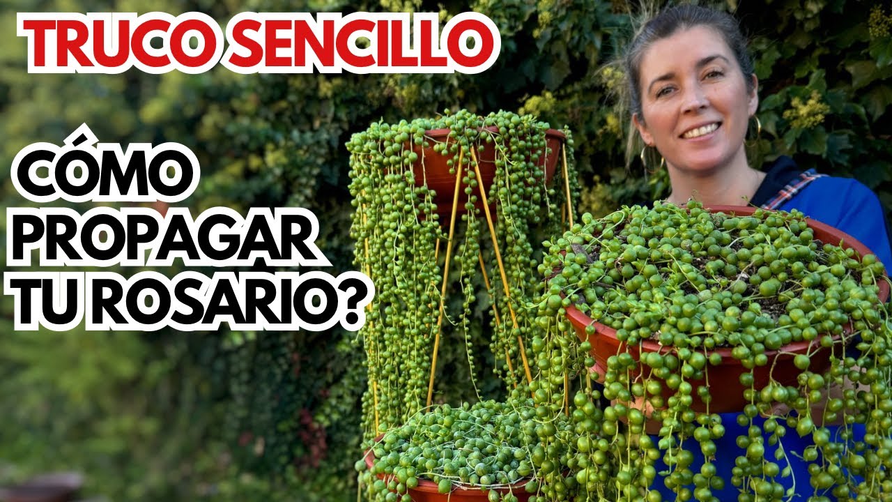 Cómo PROPAGAR tu SENECIO ROSARIO ✨ [MÉTODO que NUNCA me FALLA] ✅