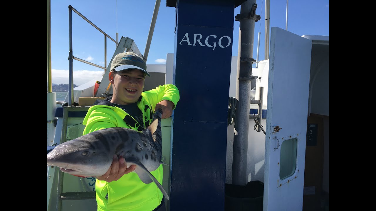 San Francisco Shark Smackdown!