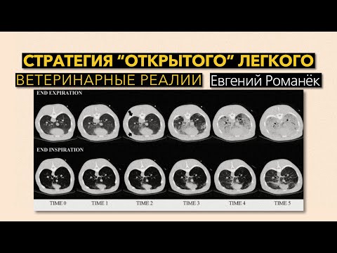 Стратегия открытого легкого Ветеринарные реалии 