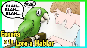 ¿Cuál es el pájaro más fácil de entrenar para que hable?