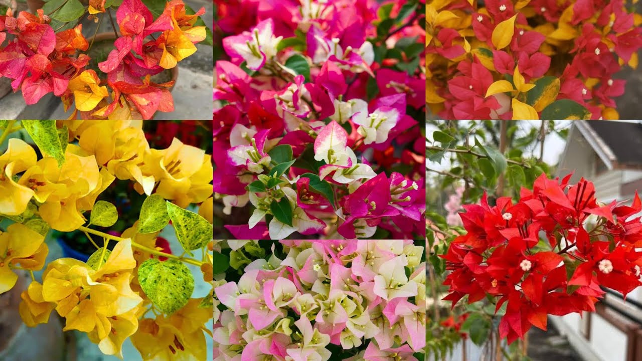 Ramzan offer 80 രൂപ മുതൽ ഹൈബ്രിഡ് ബൗഗൈൻവില്ല വില്പനക്ക്!!|Bougainvilla|Plants|Zahar Gardens|