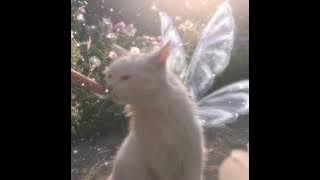 Download lagu Petit Biscuit- Sunset Lover (speed up)