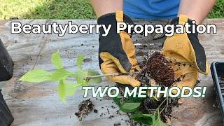2 Easy Ways to Propagate American Beautyberry (Callicarpa americana)
