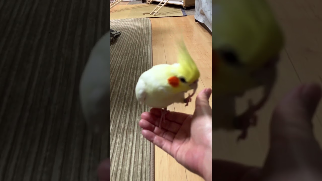 【感動】犬を超えた忠誠心。名前を呼ぶと一列でトコトコ歩いてくるオカメ達が健気すぎるｗ #忠鳥軍団