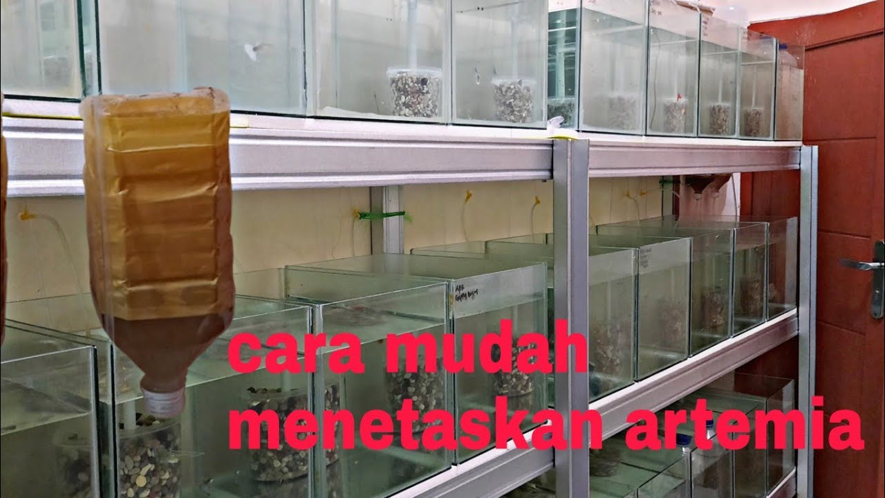 Cara Menetaskan Artemia 
