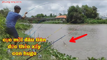Câu cá tra sông / dàn trận săn tìm con cá tra Hugo khủng ở đây nhiều cá lớn kinh thiệt