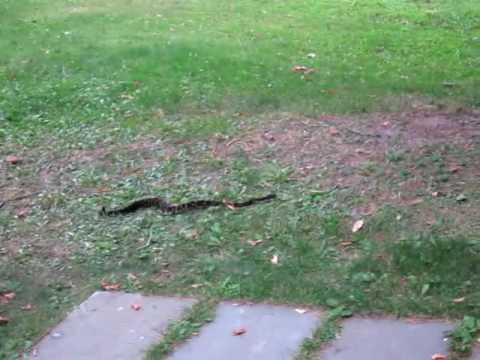 camera iphone 8 plus apk Rattlesnake in the yard