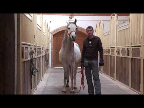 Video: Higijena Konja