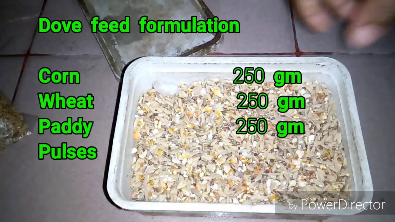 How to prepare Dove bird feed